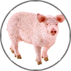 Bacon the Pig